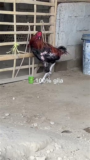 satu ayam 2 mode 🤣 ‼️ #ayam #ayamjago #chicken #funny #ayamlucu #salamsatuhobi #fyp