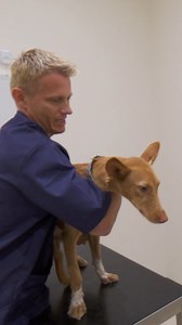 Abandoned hunting dog gets a new start in life ❤️ | Vet On The Hill