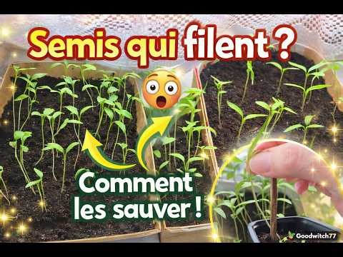 Semis qui filent Comment sauver des plants longs et fragiles astuces faciles