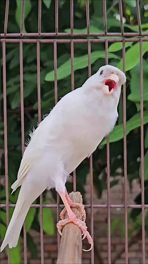 birds sound | canary singing #bird #canary #funnyanimals