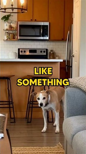 My Dog Heard the Microwave Beep and FROZE 😭🐶