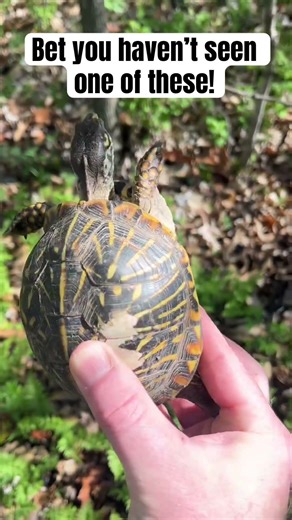 RARE Box Turtle - GREAT Sign and a Real Treat! #outdoorlearning #boxturtle #ornateboxturtle