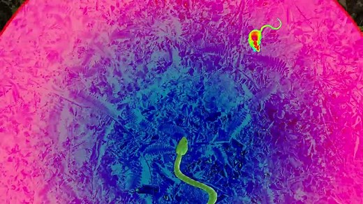 How do animals respond to temperature? - BBC Bitesize