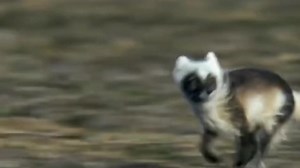 1.7M views · 32K reactions | Birds snow goose and fox fight | Animal documentary | Facebook