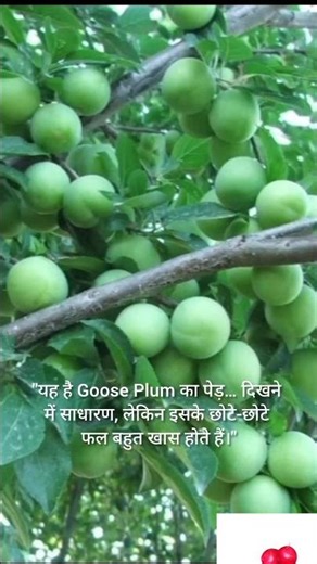 Goose Plum – छोटा फल, बड़े फायदे! 🍑