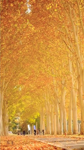 Golden Yellow Trees That Look Straight Out of a Dream 🌳✨ #naturelovers #shortsfeed #youtubeshorts