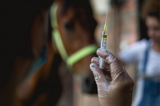 Hock Injections 101: How Your Horse Might Benefit - Horse Rookie