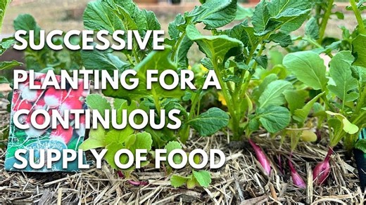 Succession Planting For Beginners: Ensure a Continuous Supply of Food