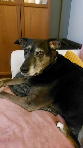 Calm Senior Dog Relaxing on Pink Cushion