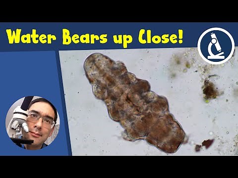 TARDIGRADES (Water Bears) under the microscope | Moss Piglet