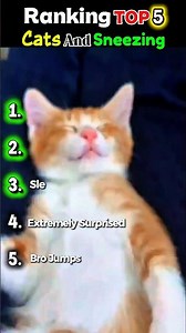Top 5 Cat And Sneezing 😹🤧 #funny #cat