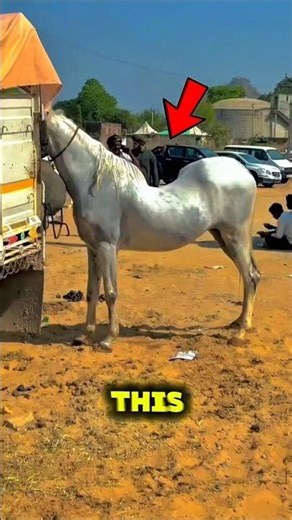 Should These Horses Be Ridden? #horse #shorts
