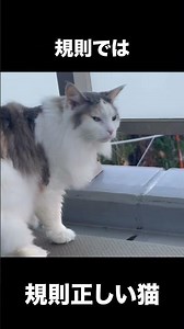 食欲より規則を重んじる規則正しい猫です！【ノルウェージャン アンの成長記録】 #ノルウェージャン #cat #ねこ #アン #猫 #猫のいる暮らし #日常 #ネコ #猫好きさんと繋がりたい
