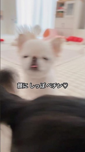 本日の可愛いダッシュ♡💨 #スーパーダッシュ #チワワ #癒し #ほのぼの #多頭飼い