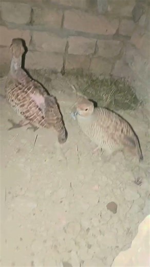 #kabutarandekabdetehain #kabutar #kabootar #pigeonlover #birds #automobile #zaidiaseellovers #splend