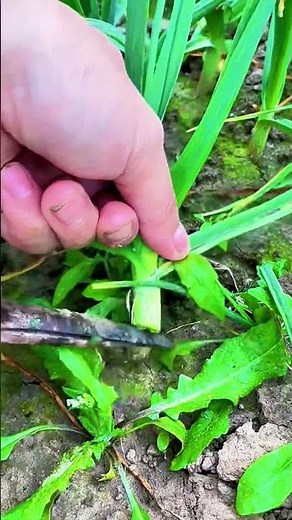 Satisfying Green Garlic Harvest: Precision Cutting Technique for Fresh Shoots ✂️🧄 #FarmLife