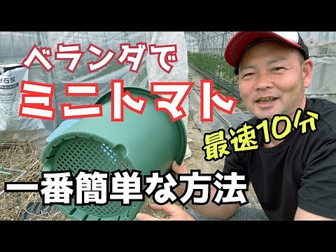 Balcony cherry tomato cultivation [The easiest way] For beginners