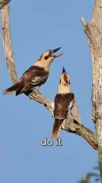 This Bird Laughs Like a Human 😳 | Kookaburra Secret Explained