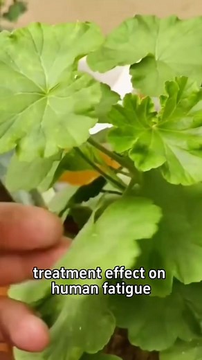 Tips for planting geraniums. #dailylife #gardening #garden #fblifestyle | Ramos Mark