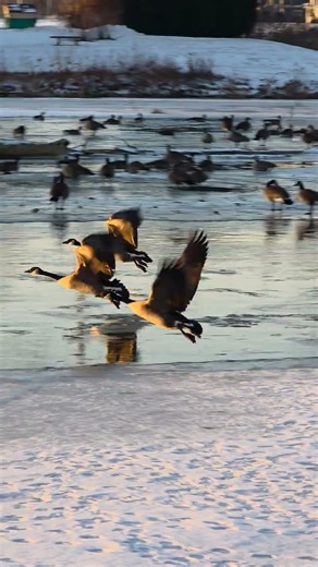 low flying honkers #birds #geese #nature #wildlife #goose #duck