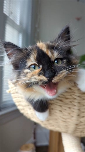 ekekekkekkek compilation 🗣️ october 2025’s greatest eks | ekekekkekkek