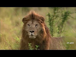 Cheetah Pan Part 31: Back in the Nursery