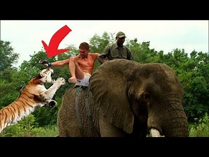 Tiger attacking elephant Video - Man saved after attacking tiger real videos
