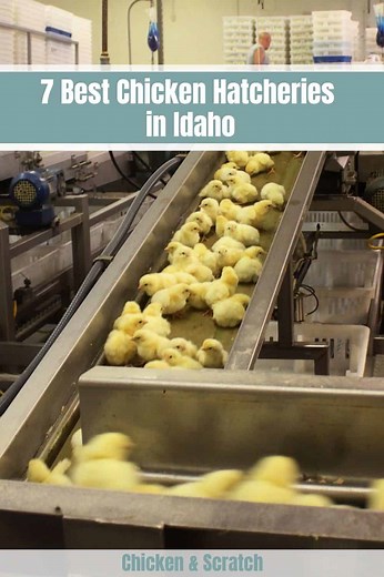 7 Best Chicken Hatcheries in Idaho 2026 - Review & Guides