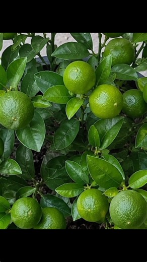 From Tiny Seeds to a Lime😱 Tree Full of Fruits! 🍋 | Amazing Growth Time-Lapse #shorts