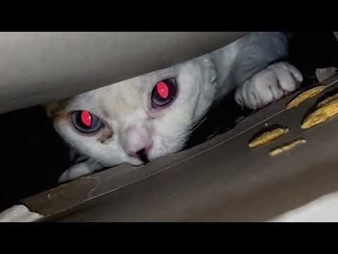 How My Devon Rex Ruined My Life