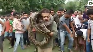 Ranger Hoping to Get Selfie With Captured 35-Foot Python Gets Choked By Snake Instead