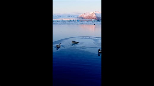 Soar over Seas: Spectacular Drone Views of Marine Wildlife.