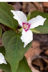 Painted Trillium Plants for Sale $6.99 | Buy 1 Get 1 Free