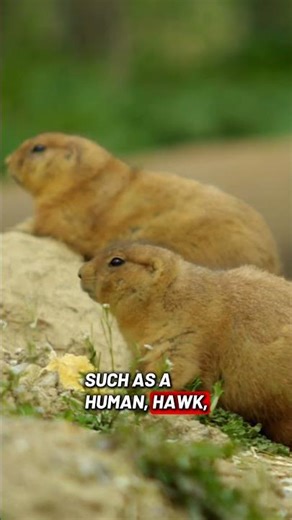 Prairie Dogs Can Describe Predators With Sound | Animal Communication #prairiedog #stem