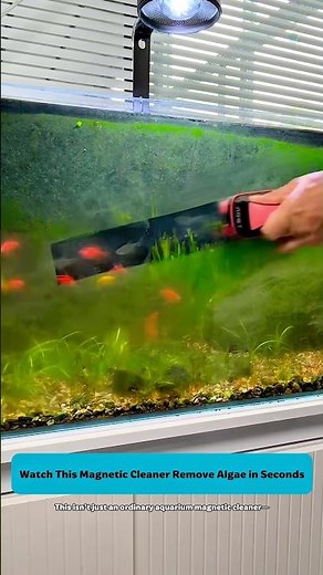 Easy Aquarium Glass Cleaning with a Powerful Magnetic Brush #aquarium #tools #cleaning