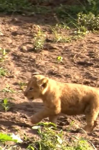 Baby Lions Playing #Lion #shorts