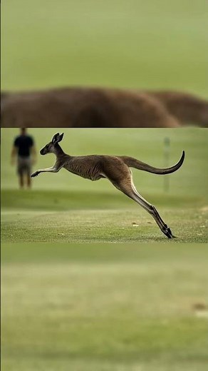 Amazing Kangaroo Jumping Across the Field 🦘 #naturelovers #nature #animallife