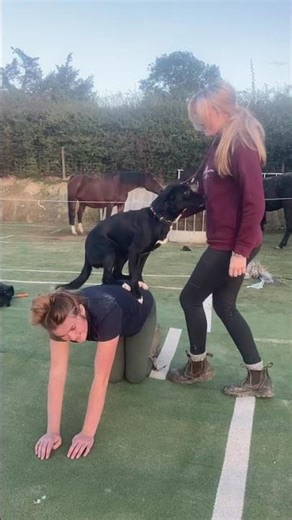 Trick training again with our springador Mollie #dogobedience #dogtraining #lifeisbutadream