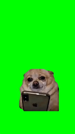 Green Screen Memes | Comment “Meme” for a 4K Download Link 📥 Dog crying with a phone Green Screen Meme Get this video in 4K with our app:... | Instagram