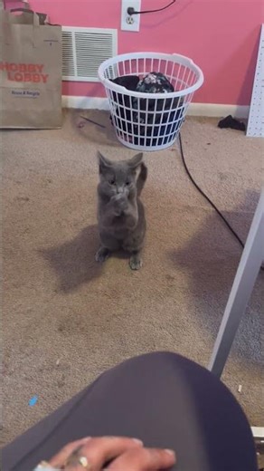 How Does My Cat Know How To Use Sign Language To Beg For Pizza Rolls?! 😹