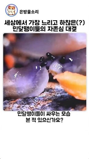 세상에서 가장 느리고 하찮은 민달팽이의 자존심 대결