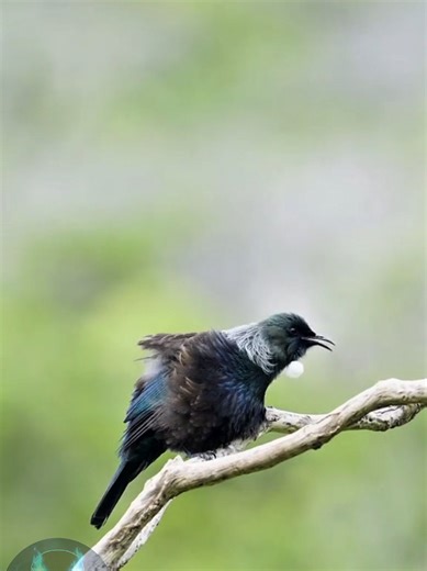 This bird’s song sounds almost robotic. #tui #bird #wildlife #birds #animals