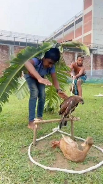 New technique to catch the falcon #USAContent #viralvideoシfyp