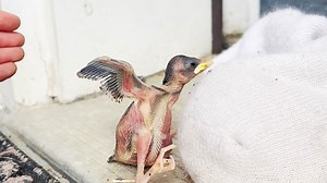 What To Do If You Find A Newborn Baby Bird On The Ground