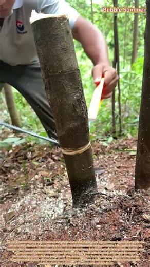Précision en sylviculture : l'abattage au moyen d'une tronçonneuse