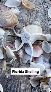 Hermit crabs can hide so well in conch shells 🐚👀 #shelling #seashells #swfl | Let's Go Shelling