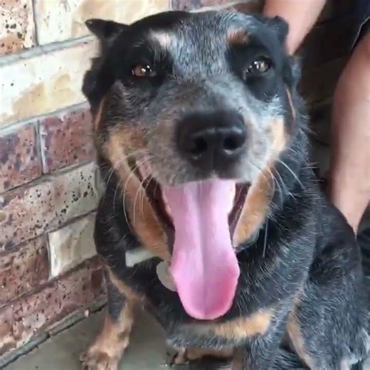 Brushing a Blue Heeler… Fur Never Ends!