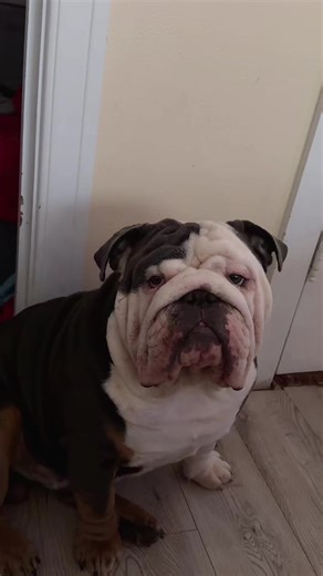 barkelythefamousbulldog (@barkelythefamousbulldog)’s videos with original sound - Sesame Street
