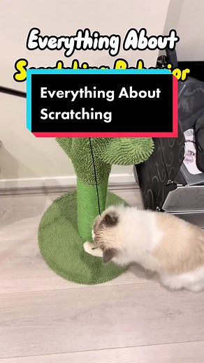 Why Cats Love Scratching