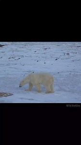 🐻‍❄️Polar Bear vs Kodiak Bear🐻 By Wild Battles | Wild Adventures in हिंदी